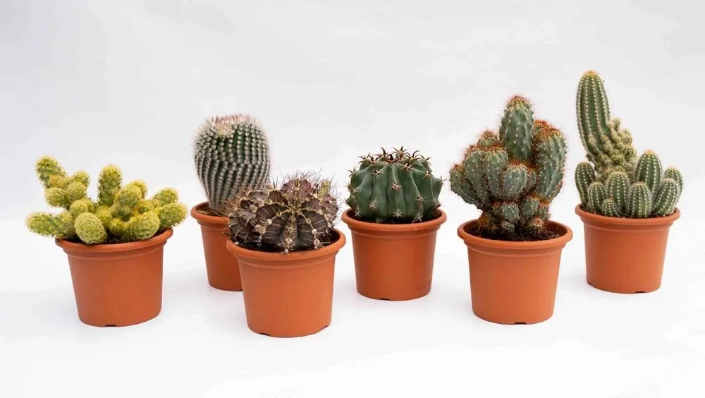 Cacstus Spinoso Esemplare vaso Ø 13 cm