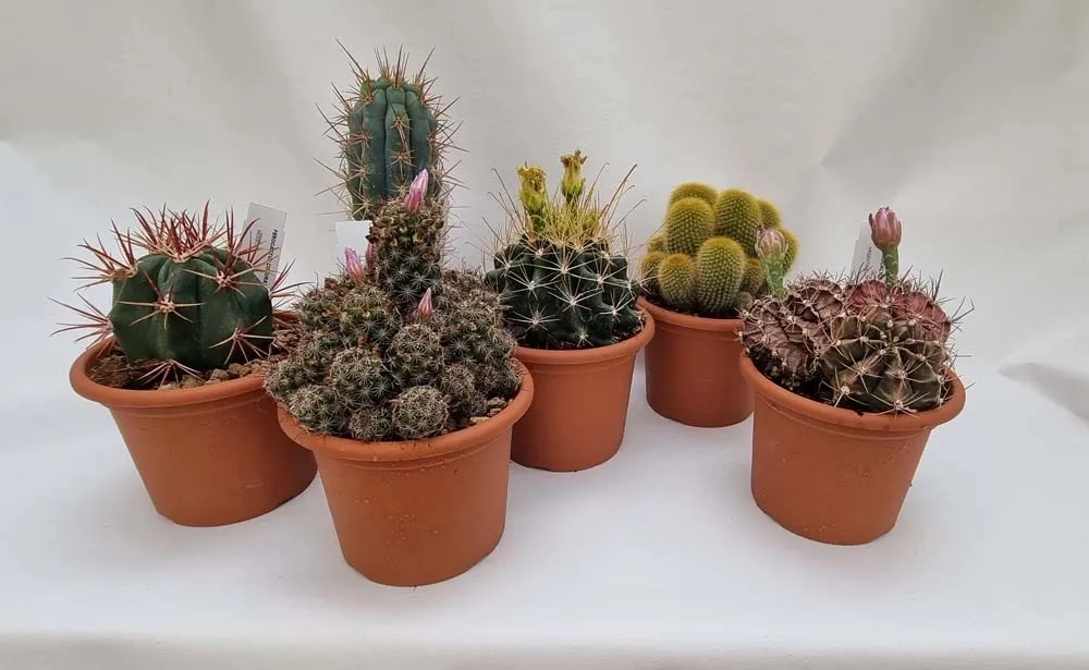 Cacstus Spinoso Esemplare vaso Ø 13 cm