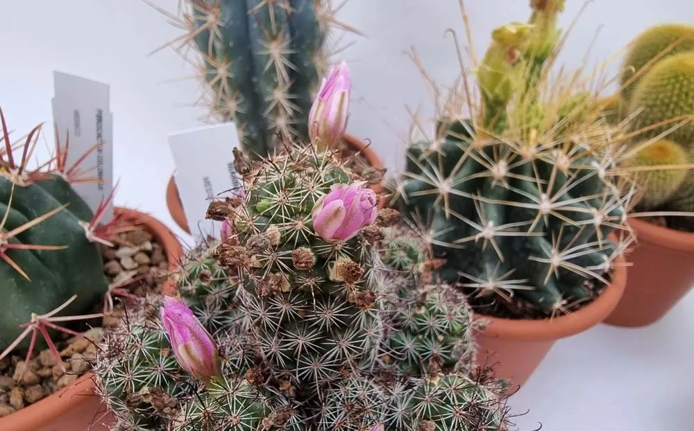 Cacstus Spinoso Esemplare vaso Ø 13 cm