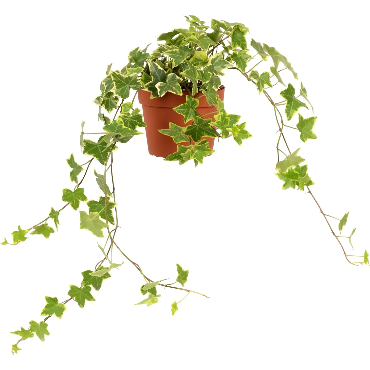 Edera sempreverde in vaso Ø 13 cm