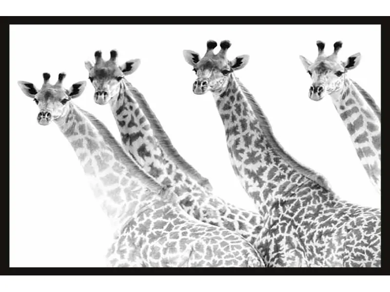 Stampa incorniciata immagine fotografica giraffe 40 x 60 cm