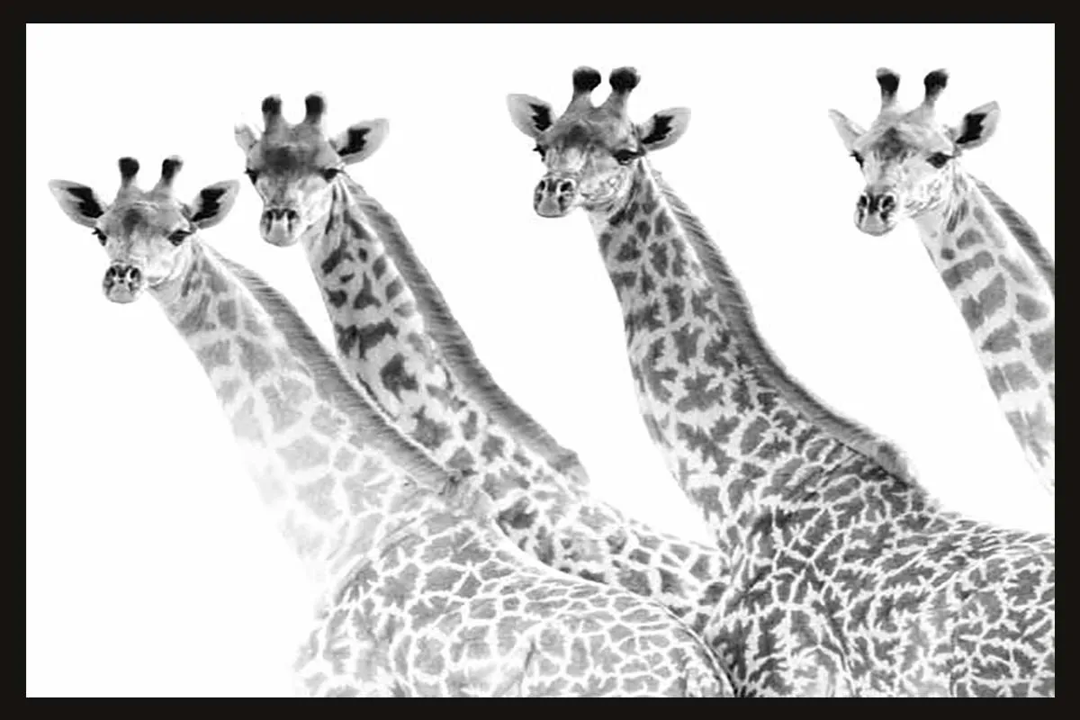 Stampa incorniciata immagine fotografica giraffe 40 x 60 cm